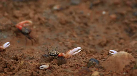 Fiddler crab Stock Footage 64087976