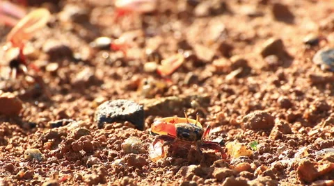 Fiddler crab Stock Footage 64088067