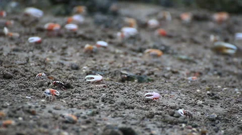Fiddler crab Stock Footage 64088526