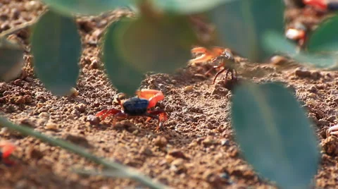 Fiddler crab Stock Footage 64088610