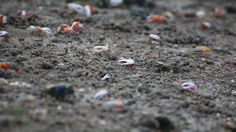 Fiddler crab Stock Footage 64088872