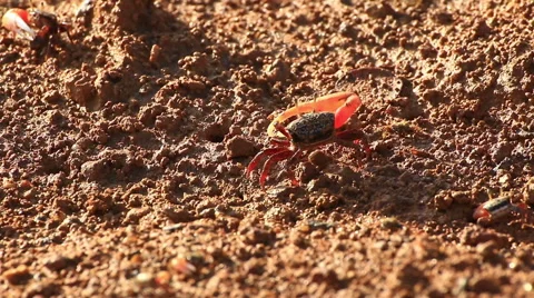 Fiddler crab Stock Footage 64089008