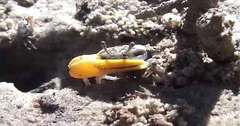 Fiddler Crab Stock Footage 242045751