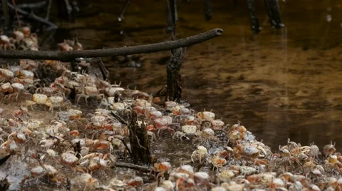 Fiddler crab group Stock Footage 64329140