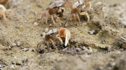 Fiddler crab group Stock Footage 67214905