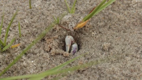 Fiddler Crab Hiding In Hole In Sand Stock Footage 106677854