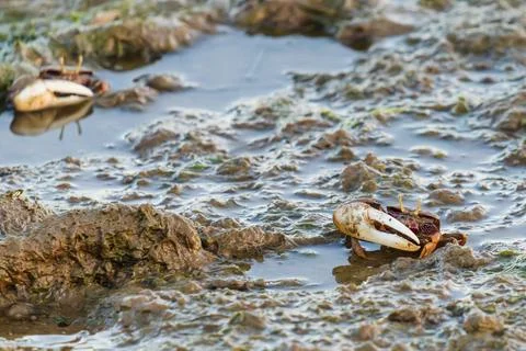 Fiddler crab with large claw walking through shallow mud pool. Foto stock