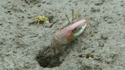 Fiddler Crab, Malaysia Vidéo 88548690