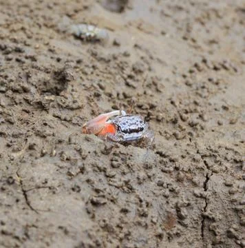 Fiddler crab in a mangrove forest Stock Photos