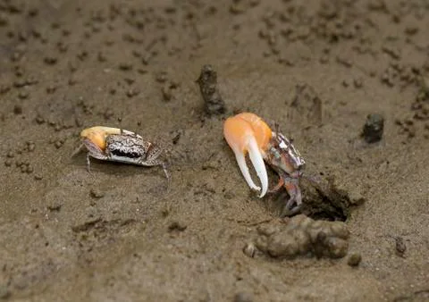 Fiddler crab in a mangrove forest Stock Photos