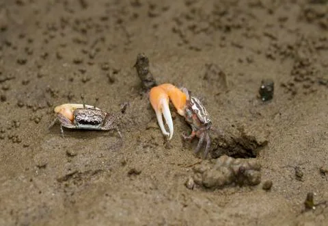 Fiddler crab in a mangrove forest Foto stock