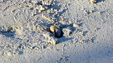 Fiddler crab with one big claw in hole on sandy beach in Kadavu, Fiji in South Stock-Footage 344029085