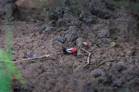 Fiddler Crab or Calling Crab, found along mud flat or salt-water wetland Stock Photos