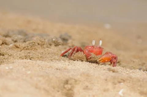 Fiddler Crab Stock Photos