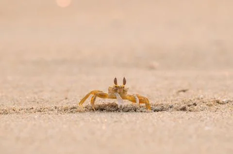 Fiddler Crab Stock Photos