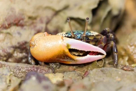 Fiddler crab Stock Photos
