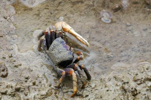 Fiddler crab Stock Photos