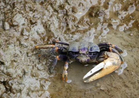 Fiddler crab Stock Photos