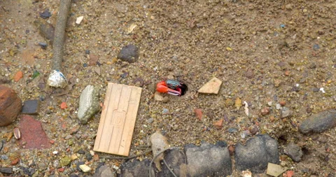 Fiddler crab with red claw in sand burrow on beach with debris Stockbeeldmateriaal 344476036