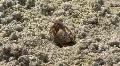 Fiddler Crab On The Sandy Beach HD Footage