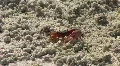 Fiddler Crab On The Sandy Beach HD Footage