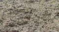 Fiddler Crab On The Sandy Beach HD Footage