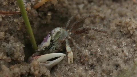 Fiddler Crab Slowly Crawls In Hole Handheld Shot Video stock 106677898
