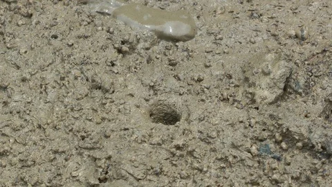 Fiddler crab, Thailand Vidéo 88546381