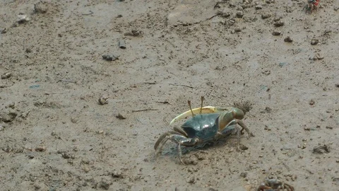Fiddler crab, Trang, Thailand Stock-Footage 88546406