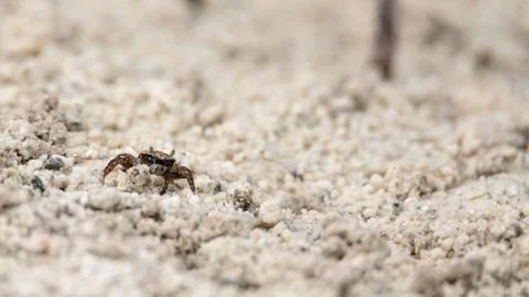 Fiddler crab Uca panacea comes out of its burrow in the marsh Stock Photos
