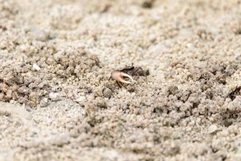 Fiddler crab Uca panacea comes out of its burrow in the marsh Stock Photos