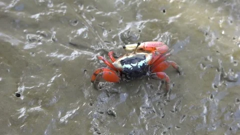 Fiddler Crab walking in the mangrove Video stock 81035059