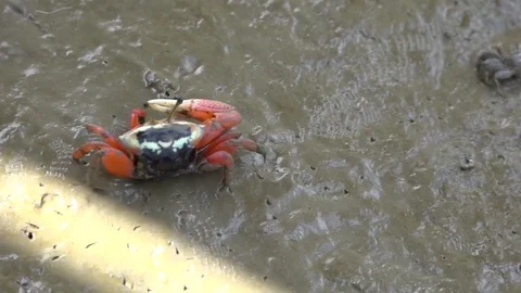 Fiddler Crab walking in the mangrove Video stock 81035106