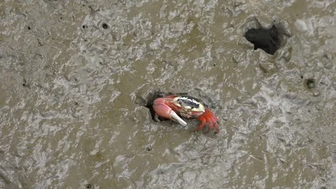 Fiddler Crab walking in the mangrove Video stock 81035160
