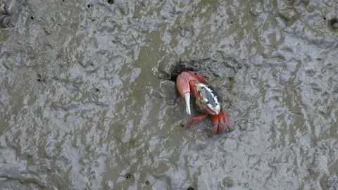 Fiddler Crab walking in the mangrove Video stock 81035231
