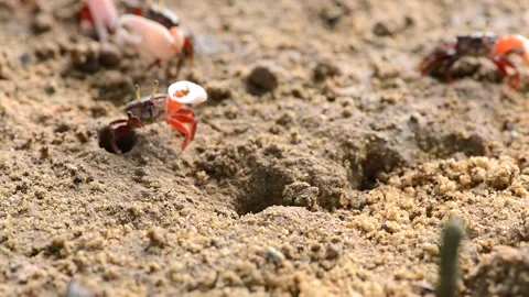 Fiddler Crab walking in mangrove forest at Phuket beach Thailand Stock Footage 136254499