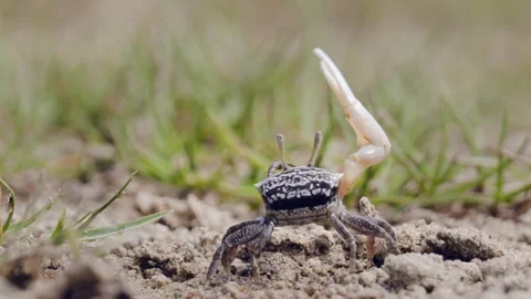 Fiddler crab waving large claws in its natural habitat Stock Footage 341112329