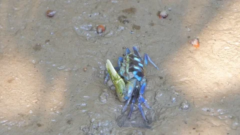 Fiddler crab in wetlands forest. Stock Footage 116840003