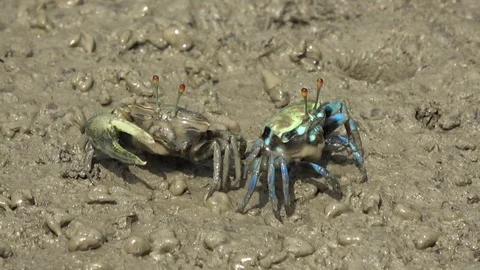 Fiddler Crab,Malaysia Stock-Footage 113218920