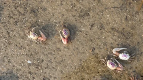Fiddler Crabs 2 Stock Footage 108745927