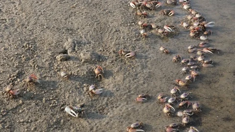 Fiddler Crabs 3 Stock Footage 108743755