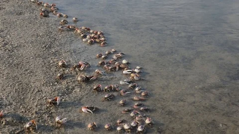 Fiddler Crabs 4 Stock Footage 108743478