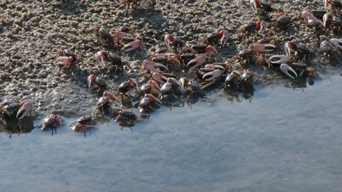 Fiddler Crabs 5 Stock Footage 108744275