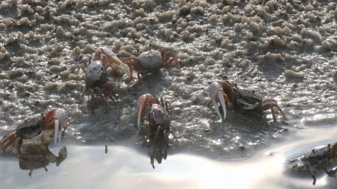 Fiddler Crabs 6 Stock Footage 108745047