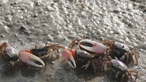 Fiddler Crabs 7 Stock Footage 108745078