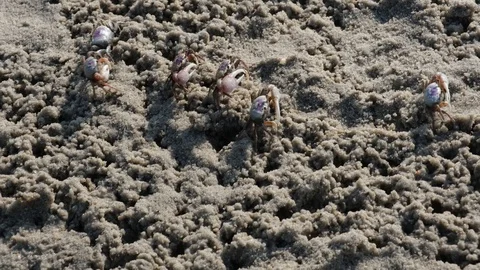 Fiddler Crabs 8 Stock Footage 108744926