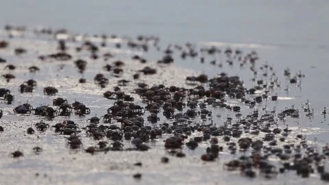 Fiddler crabs best moment on the beach Stock Footage 132194717