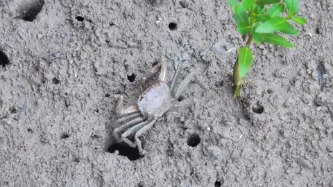 Fiddler crabs dig holes Stock Footage 311365413