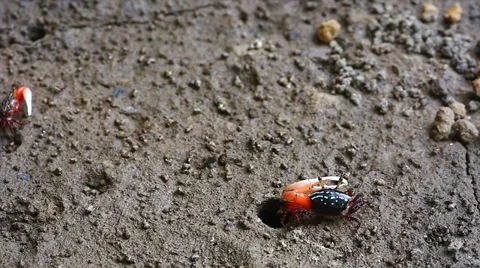 Fiddler Crabs emerge from burrows in a flood plain in the jungles of Borneo. Stock Footage 32545339