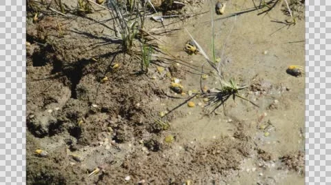 Fiddler crabs feeding 스톡 동영상 64855998
